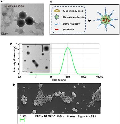 Nano-drug delivery systems (NDDS) in metabolic dysfunction-associated steatotic liver disease (MASLD): current status, prospects and challenges